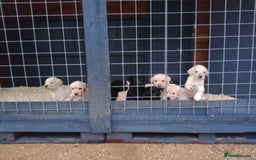 Labrador Retriever dogs for sale: KC Registered Labrador pups  - Image 11