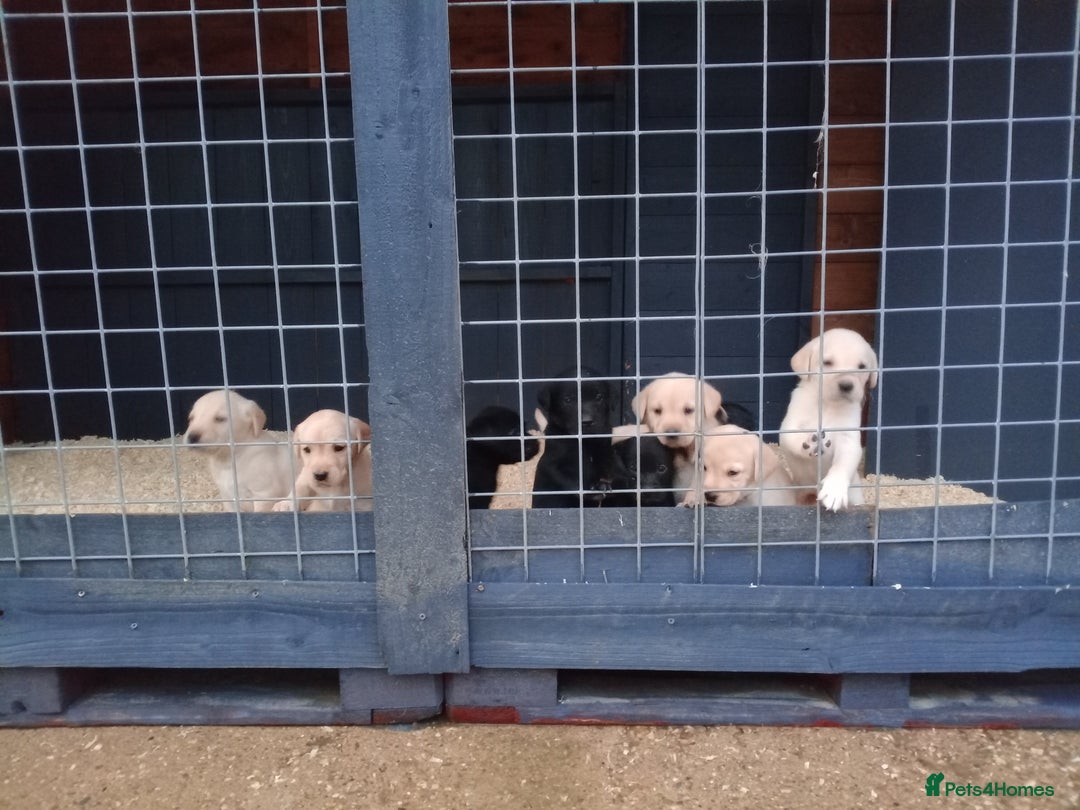 Labrador Retriever dogs for sale: KC Registered Labrador pups  - Image 11