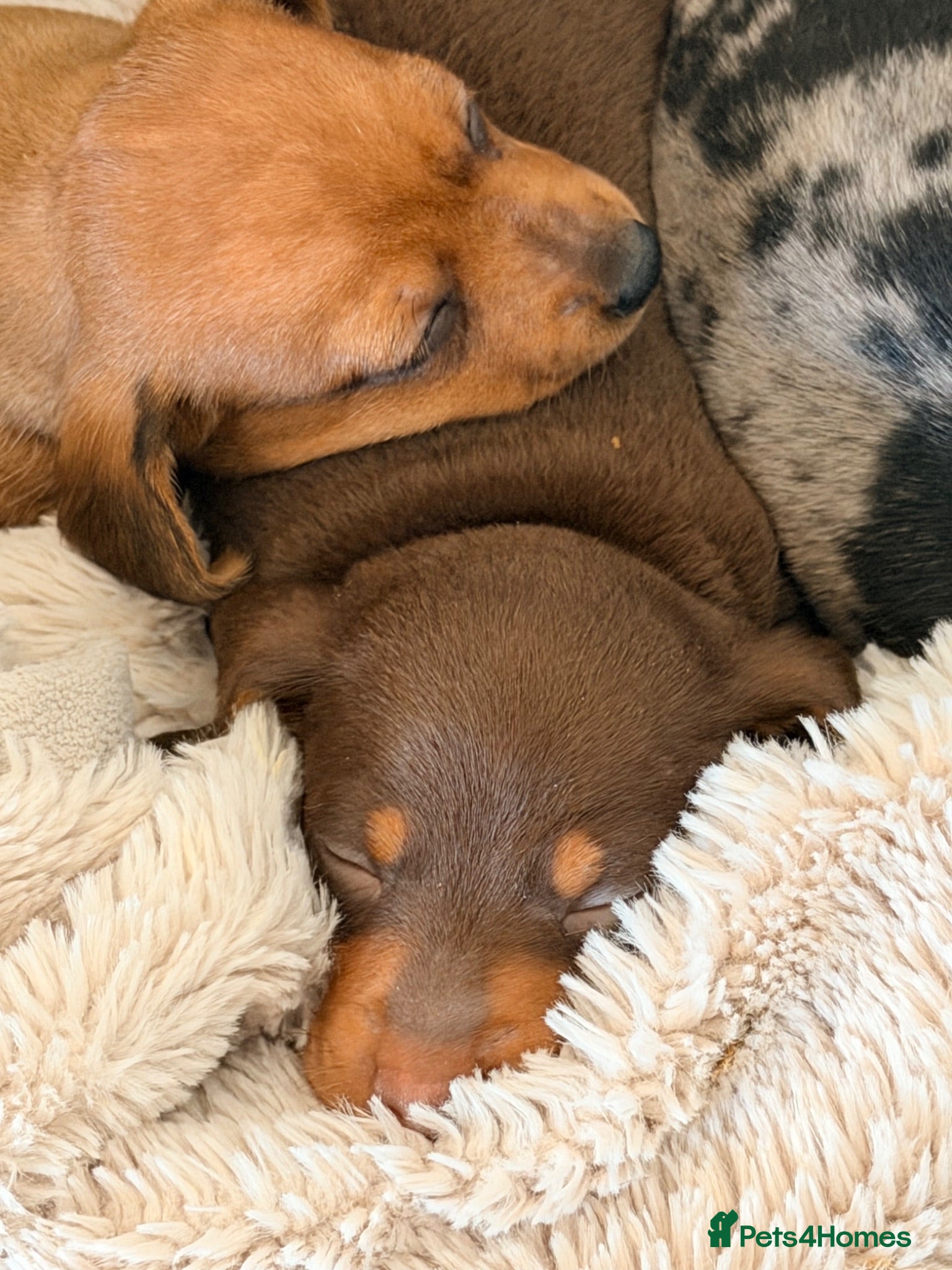 Miniature Dachshund dogs KC PRA Clear Champion Line Dapple Mini Dachshunds  - Advert 2