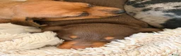 Miniature Dachshund dogs for sale: KC PRA Clear Champion Line Dapple Mini Dachshunds  - Advert 10