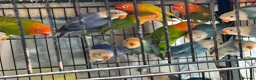 Lovebirds birds for sale: Lovebirds  in Manchester - Advert 2