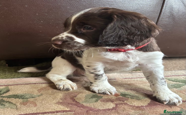 English Springer Spaniel dogs in Hereford - Advert 1