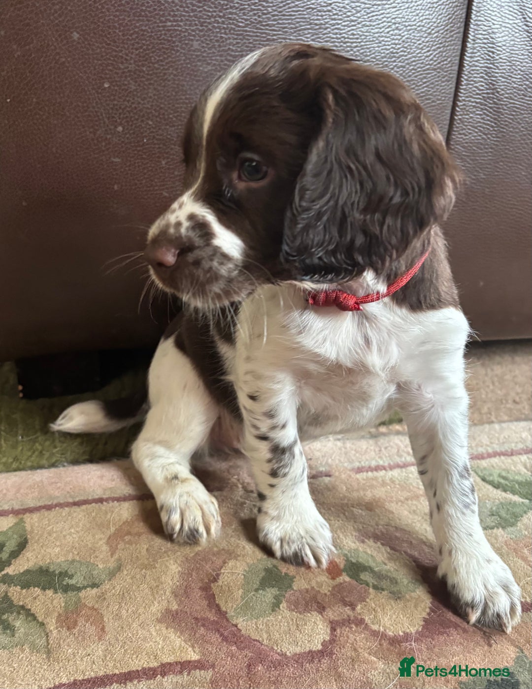 English Springer Spaniel dogs for sale: English Springer Spaniels available 3 x girls in Hereford - Image 1
