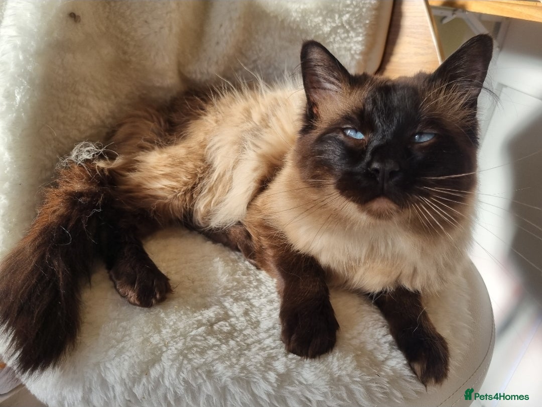 Ragdoll cats for sale: Ragdoll Kittens  - Image 6