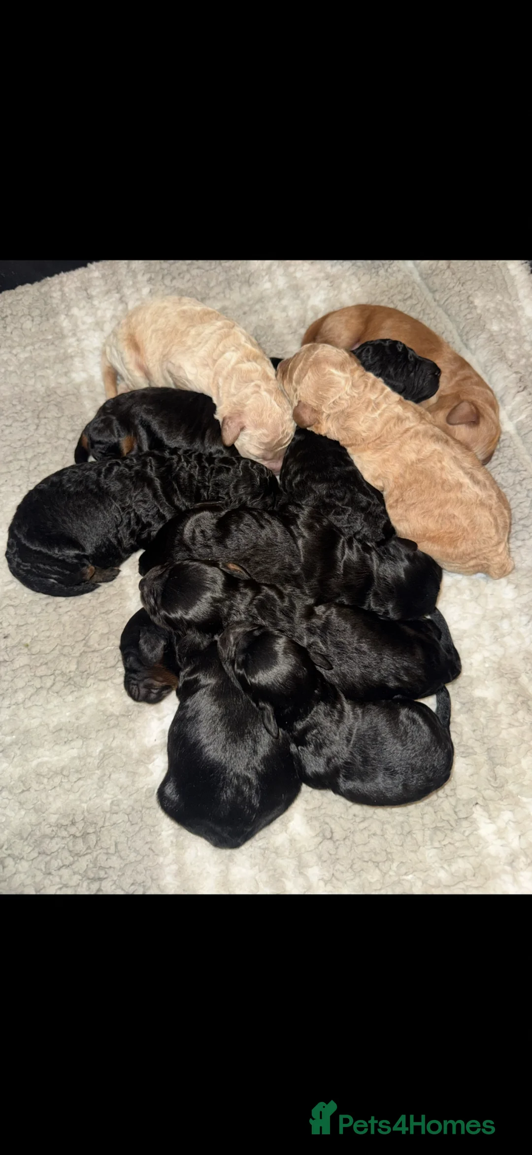 Cockapoo dogs for sale: F1bb cockapoo in Rotherham - Advert 1