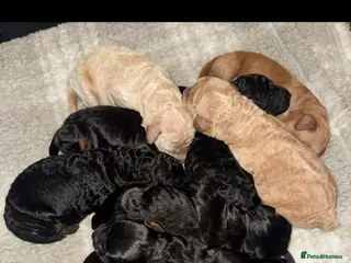 Cockapoo dogs F1bb cockapoo - Advert 4