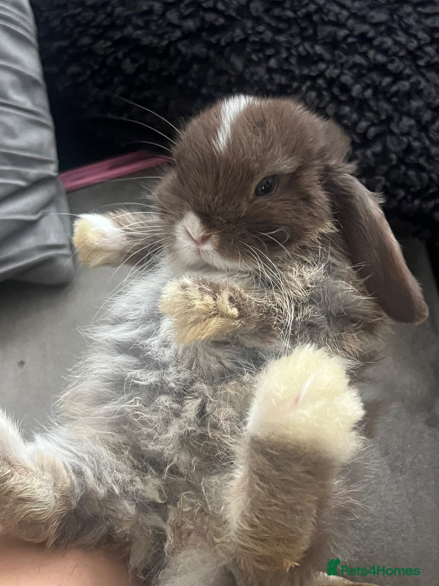Mini Lop rabbits  6 weeks old Pure Bred Mini Lops Bunnies For Sale  - Advert 3