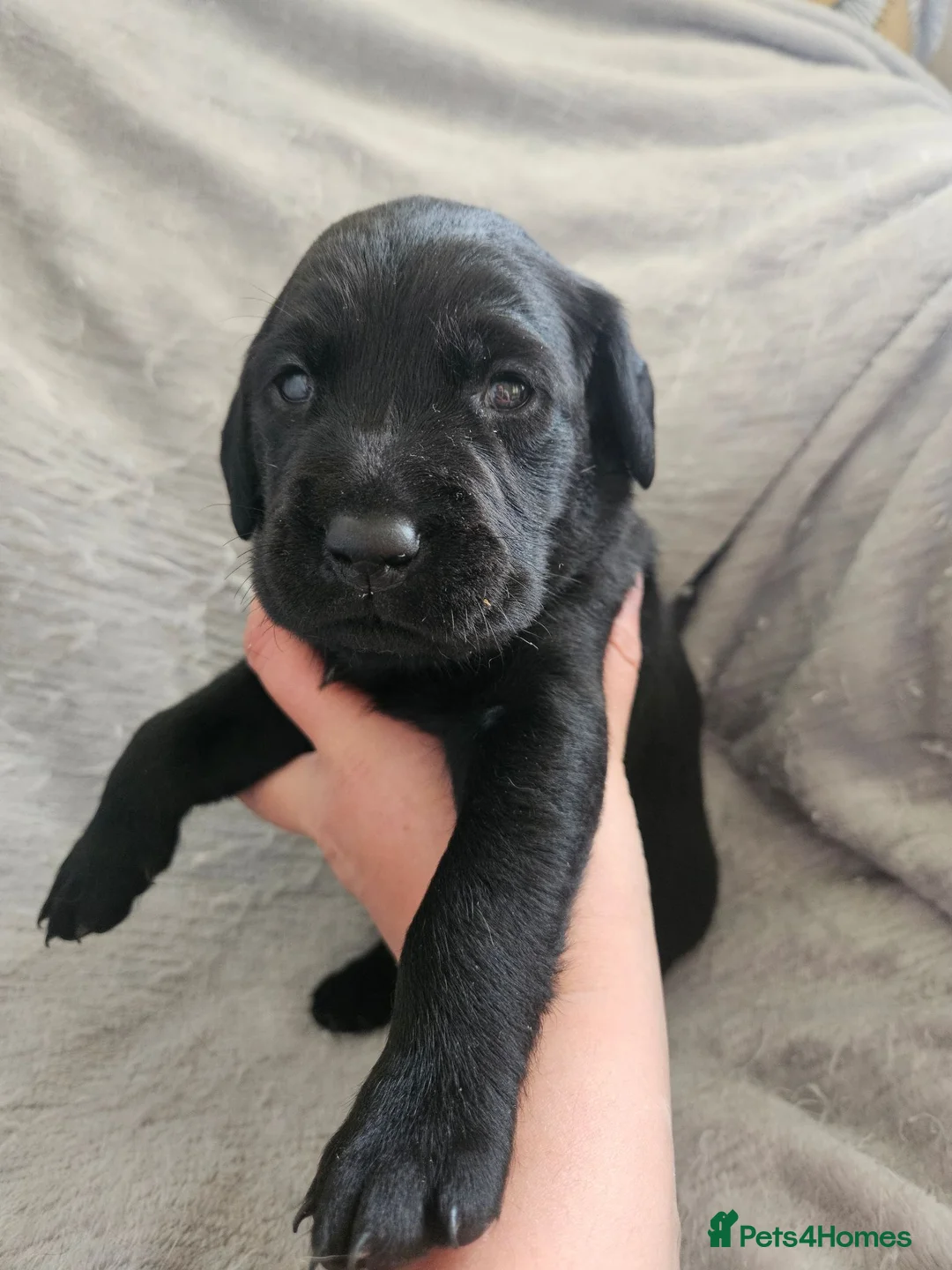 Labrador Retriever dogs for sale: Labrador Puppies in Coleford - Advert 14