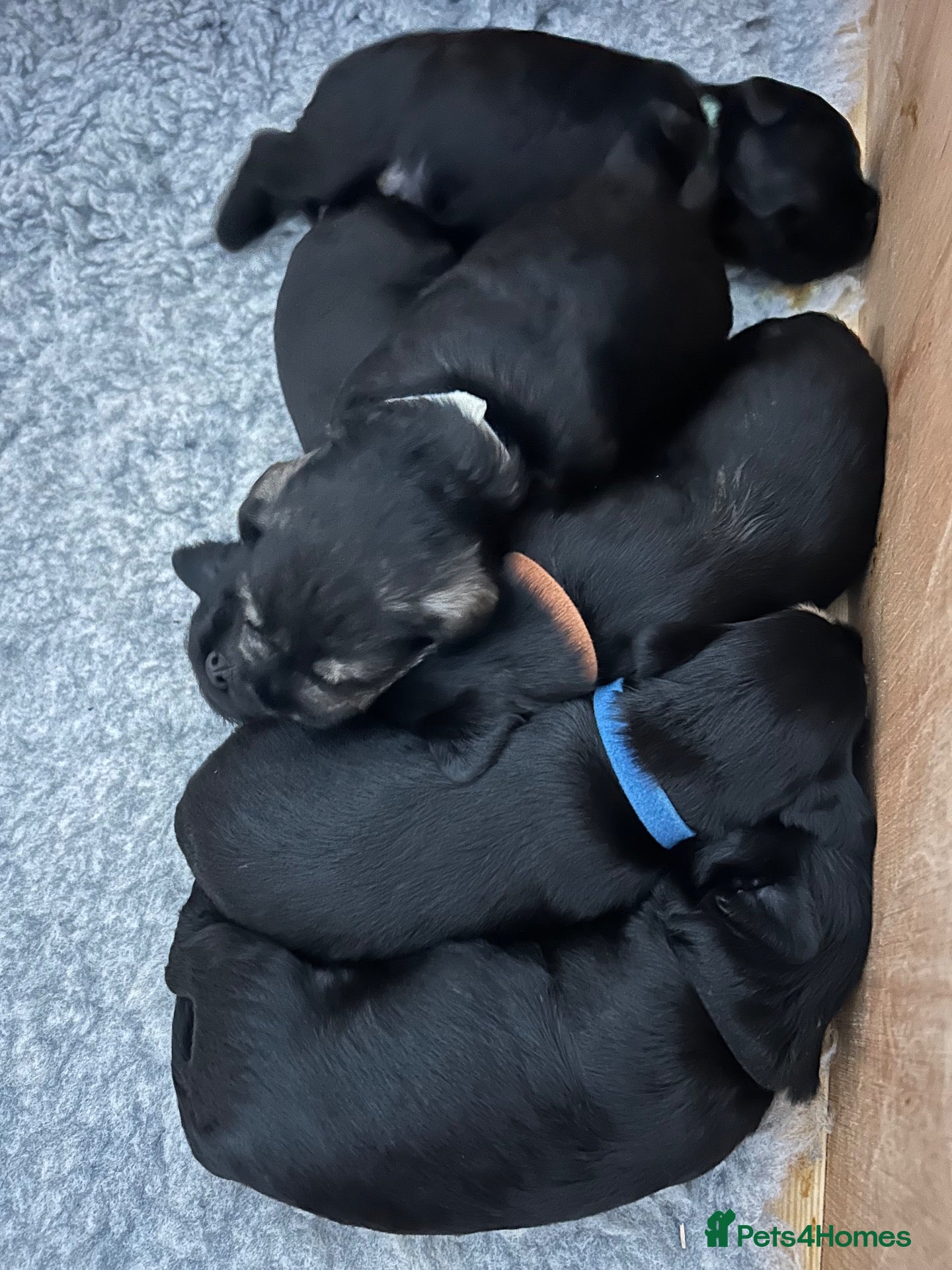 Miniature Schnauzer dogs Quality bloodline Miniature Schnauzer puppies - Advert 2