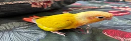 Conures birds for sale: Stunning baby conures for sale - Advert 7