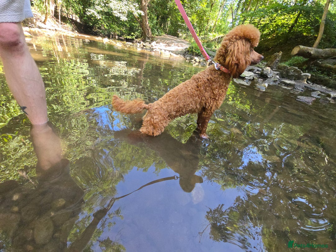 Toy Poodle dogs for sale: Stunning red female poodle  - Image 4