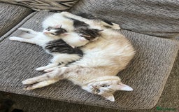 Turkish Angora cats for sale: Ragdoll/ Turkish Angora kittens last BOY/GIRL - Image 12