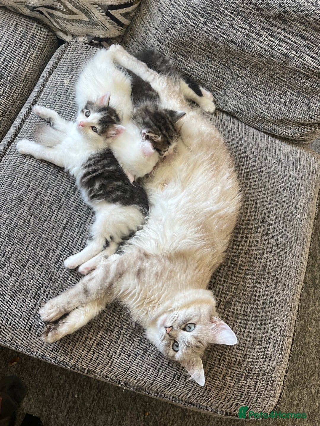 Turkish Angora cats for sale: Ragdoll/ Turkish Angora kittens last BOY/GIRL - Image 12