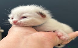 Ragdoll cats for sale: Stunning Rainbow of Ragdoll Kittens - Image 18