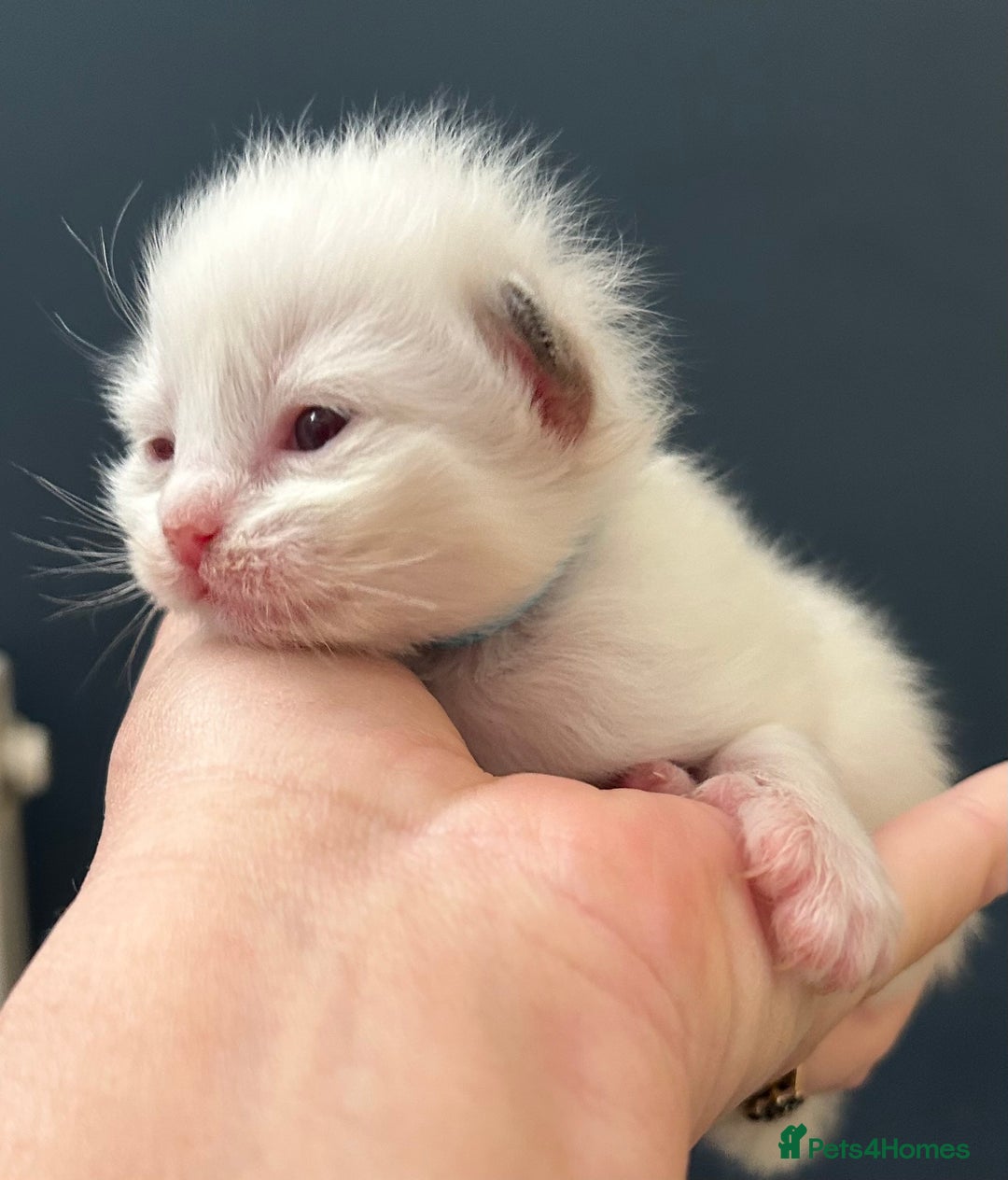 Ragdoll cats for sale: Stunning Rainbow of Ragdoll Kittens - Image 18