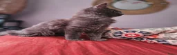 Maine Coon cats for sale: NEW PRICE Registered Blue Pedigree Maine coon baby - Advert 15