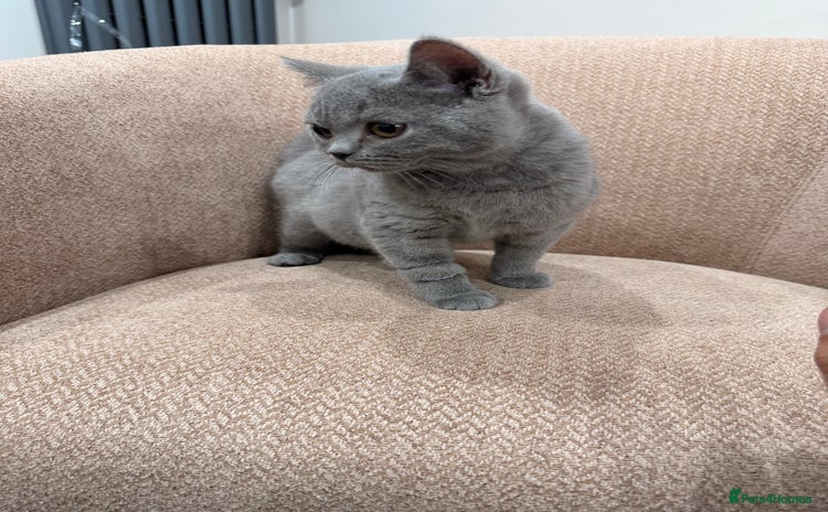 British Shorthair cats Last GCCF British Shorthair kitten left - Advert 16