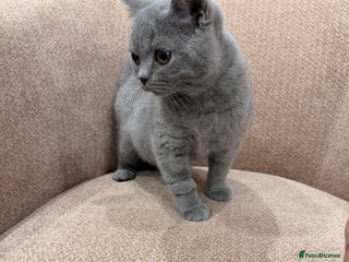 British Shorthair cats Last GCCF Active British Shorthair female left - Advert 2