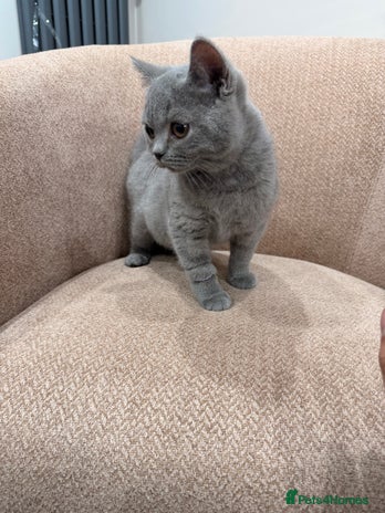 British Shorthair cats Last GCCF British Shorthair kitten left - Advert 16