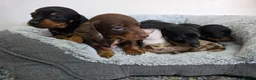 Dachshund dogs for sale: Beautiful Standard Dachshund Puppies  - Advert 9