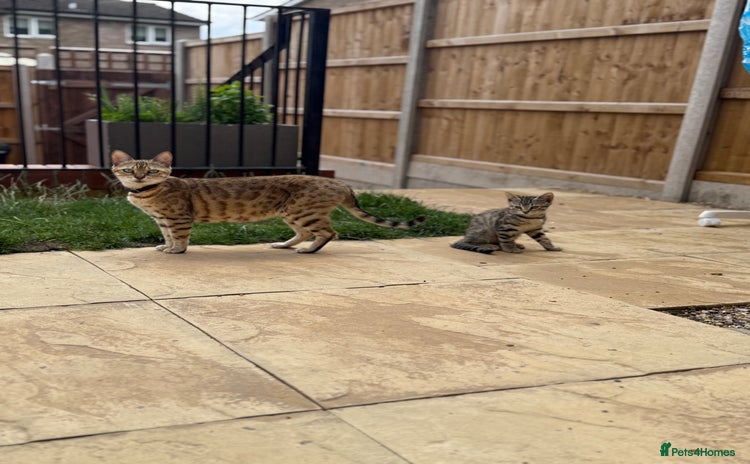Bengal cats - Advert 2