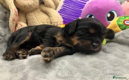 Cavapoo dogs for sale: F1 Cavapoo Puppies from Heath Tested Parents - Image 13