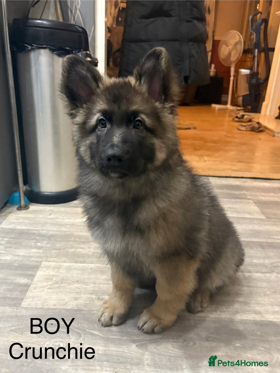German Shepherd dogs for sale: German Shepherd Puppies - Advert 9
