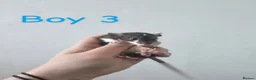 Rat rodents for sale: MIXED RATS  - Advert 2