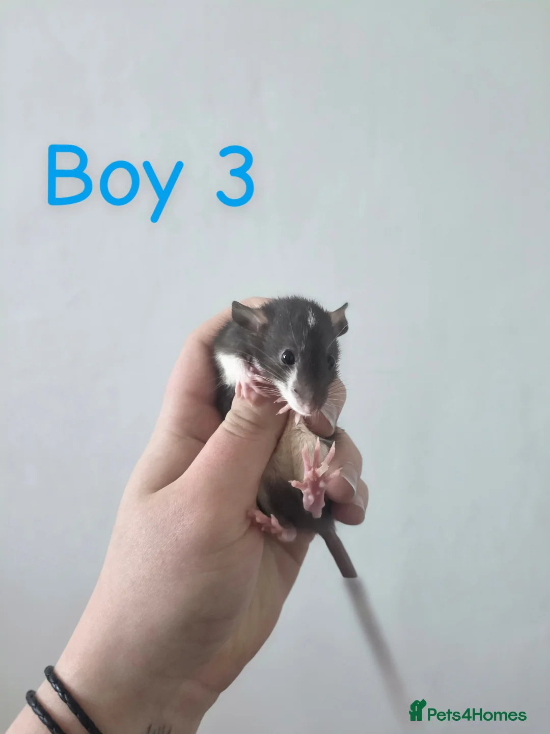 Rat rodents for sale: MIXED RATS  - Advert 2