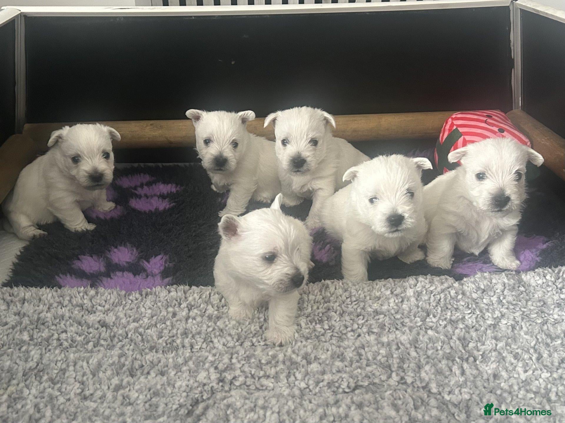 West Highland Terrier dogs Beautiful West Highland White Terrier (Westies) - Advert 1