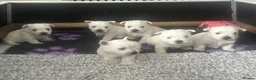 West Highland Terrier dogs for sale: Beautiful West Highland White Terrier (Westies) in Milford Haven - Advert 1