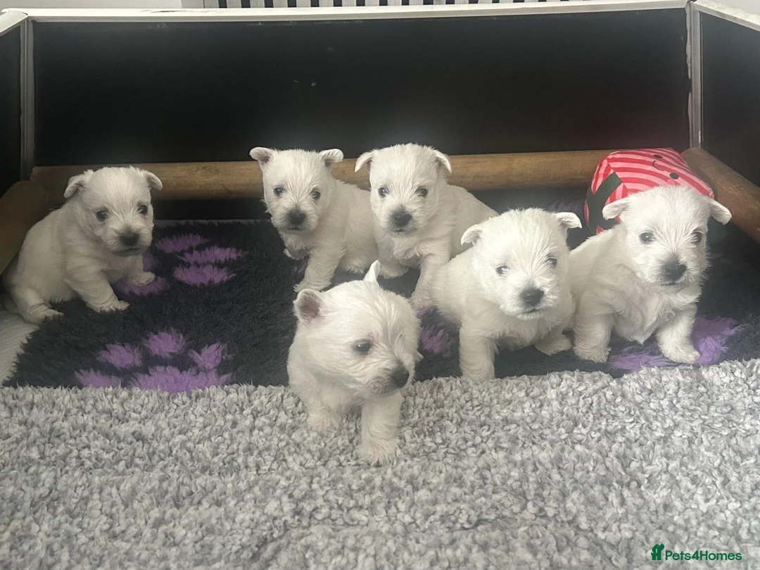 West Highland Terrier dogs for sale: Beautiful West Highland White Terrier (Westies) in Milford Haven - Advert 1