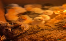 Mixed Breed birds for sale: Point of lay Hens & Pullets – VARIOUS BREEDS 🦚  - Image 31