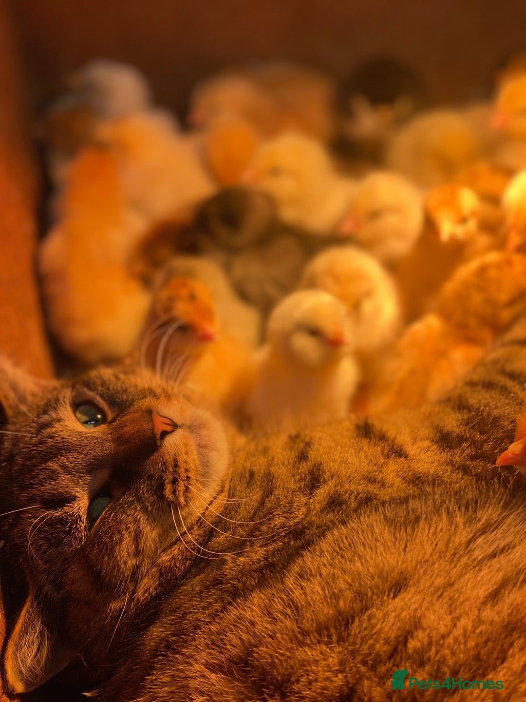 Mixed Breed birds for sale: Point of lay Hens & Pullets – VARIOUS BREEDS 🦚  - Image 31