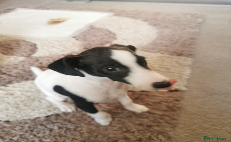 Jack Russell dogs - Advert 1