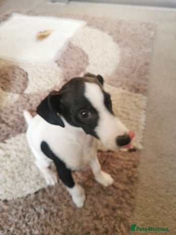 Jack Russell dogs - Advert 1