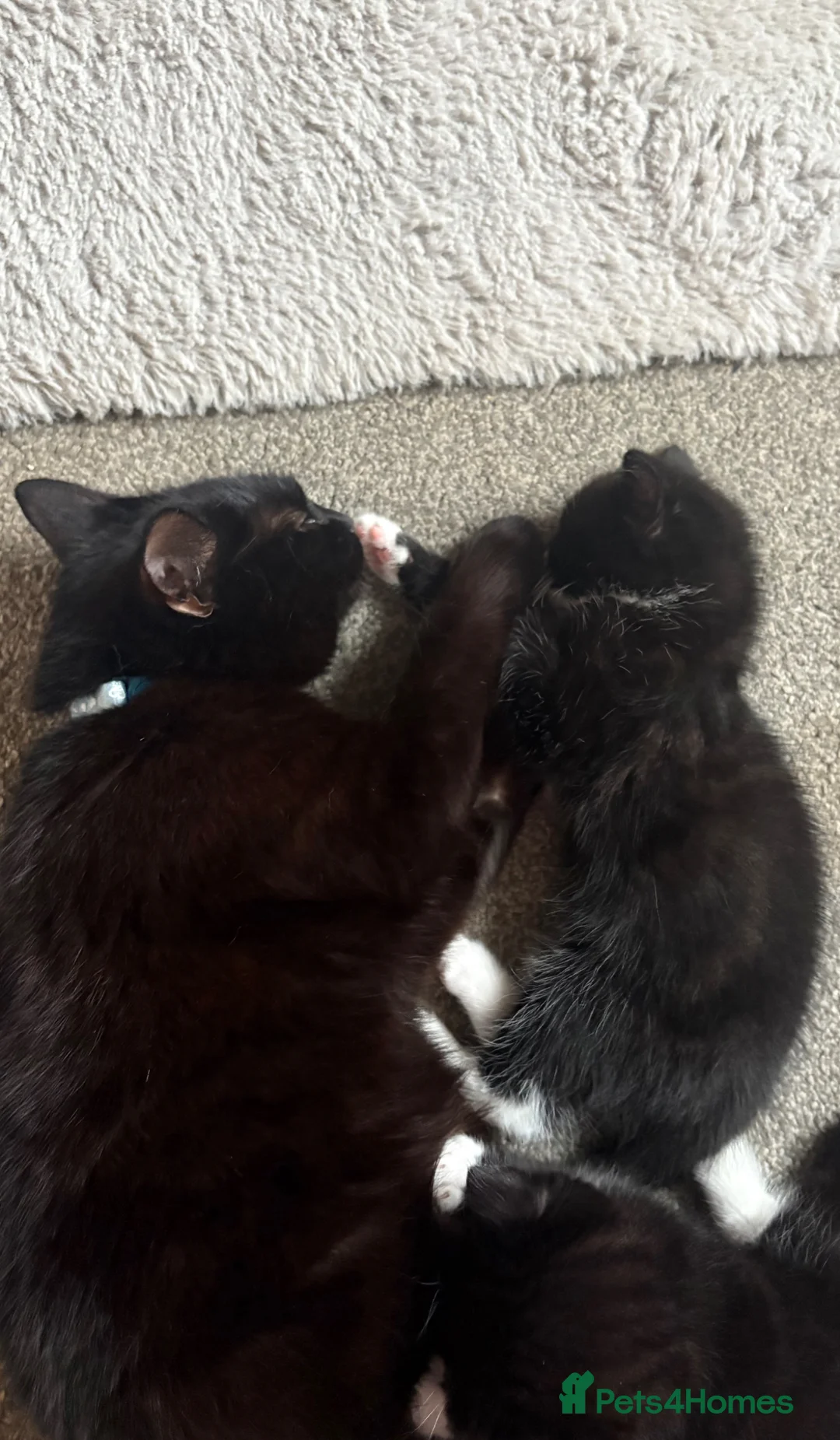 American Shorthair cats for sale: Two beautiful girlys in Brackley - Advert 2