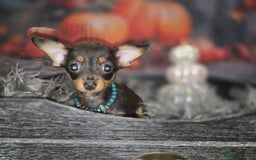 Mixed Breed dogs for sale: Pomweenies 💕💕 - Image 14