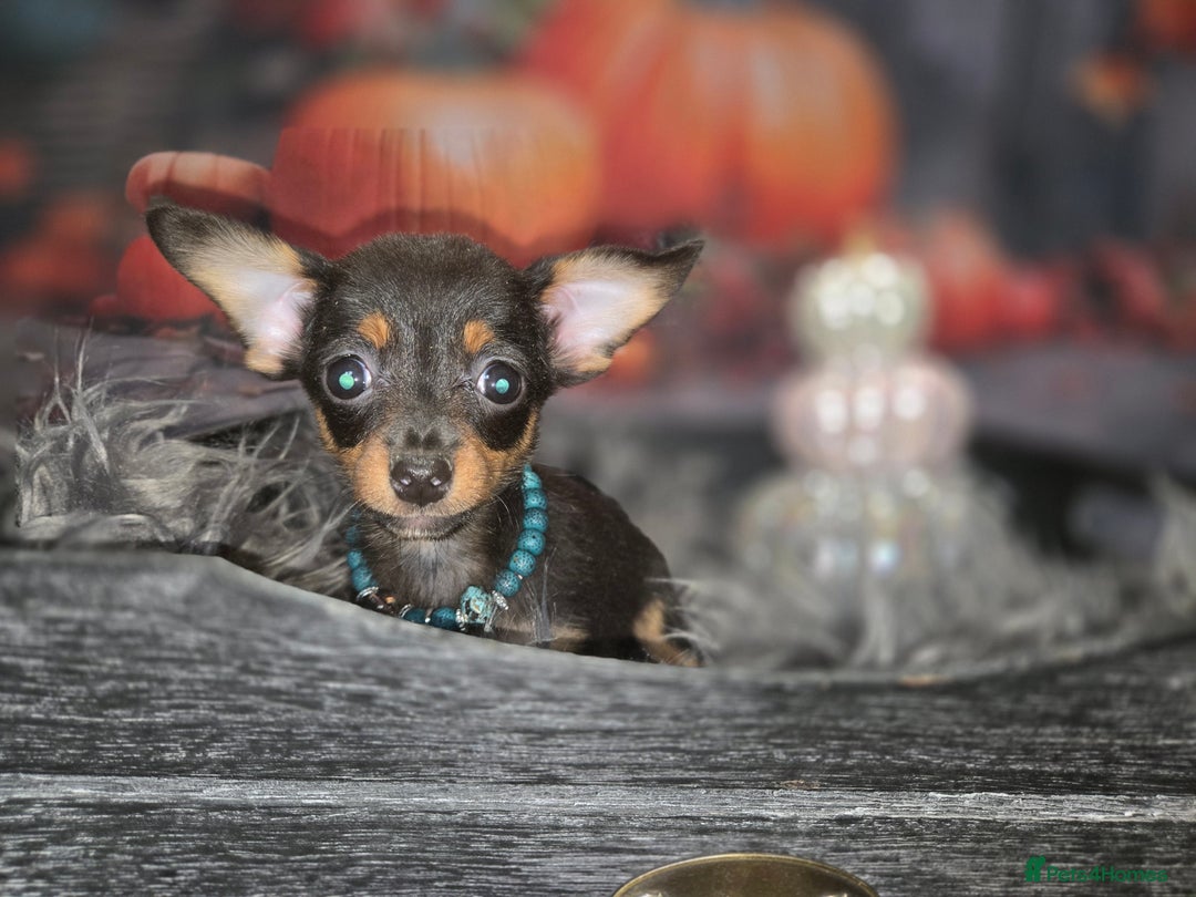 Mixed Breed dogs for sale: Pomweenies 💕💕 - Image 14