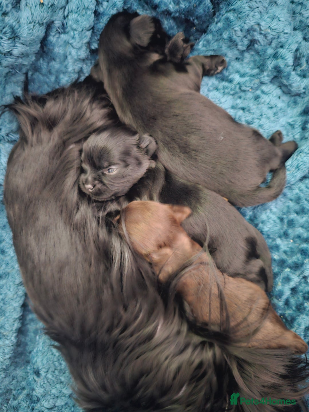 Yorkshire Terrier dogs for sale: Mini Yorkshire terrier Biewer Chocolate /black  - Image 1