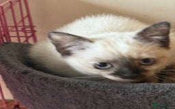 Ragdoll cats for sale: ADORABLE RAGDOLL POLYDACTYL KITTENS - READY NOW - Image 25