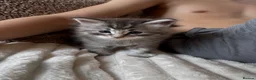 Ragcoon cats for sale: Gorgeous Mainecoon x ragdoll babies  - Advert 34