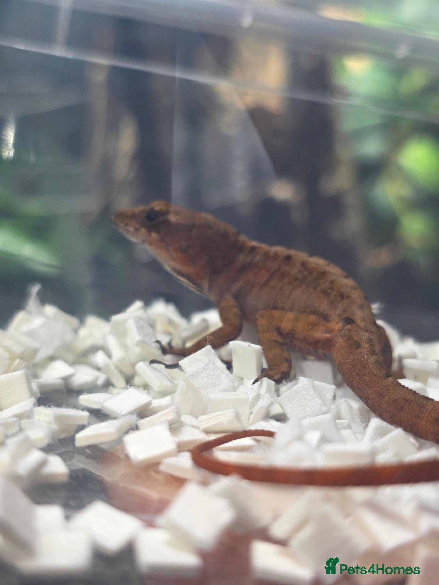 Anole reptiles for sale: Anolis sagrei  - Advert 1
