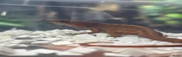 Anole reptiles for sale: Anolis sagrei  - Advert 1