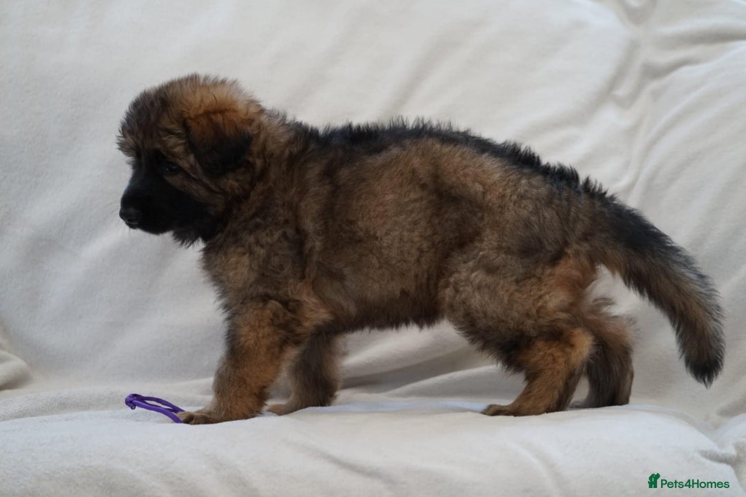 German Shepherd dogs for sale: German Shepherd Puppies - Image 33