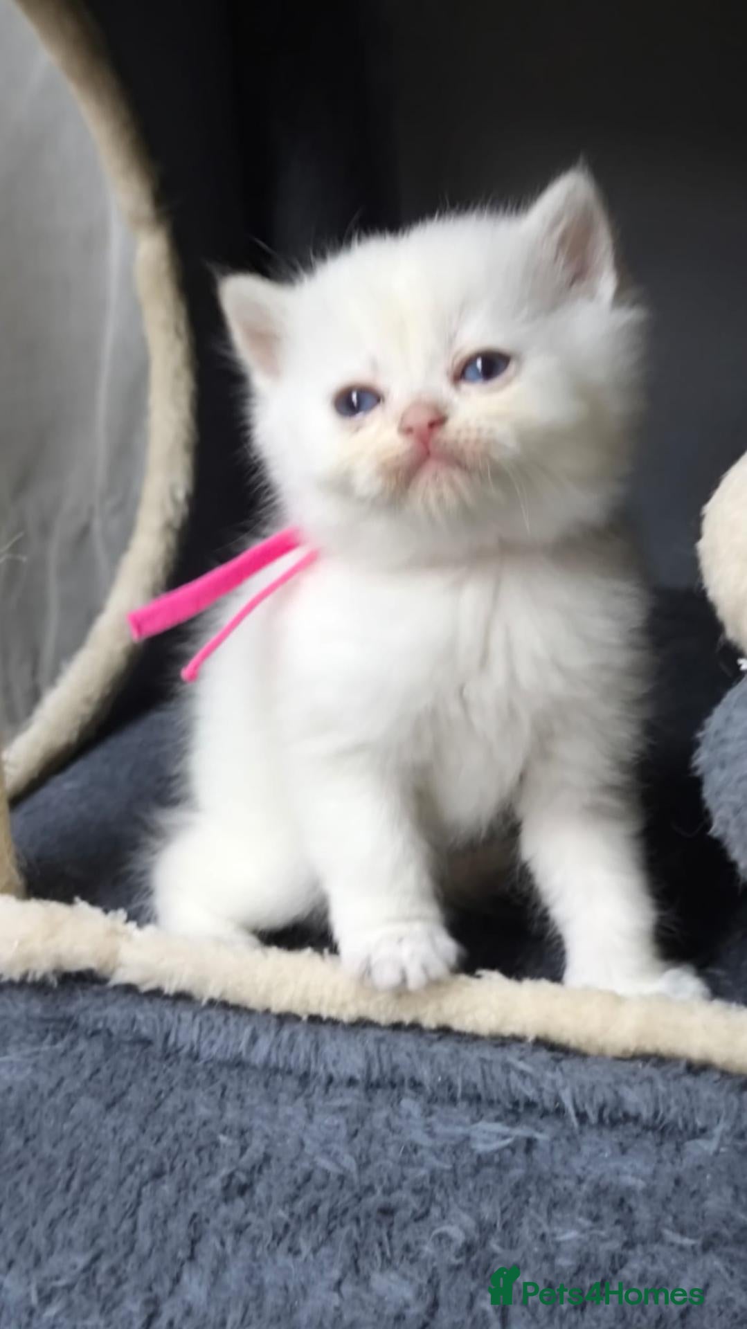 British Shorthair cats PURE-BSH kittens- TIKA registred - Advert 14
