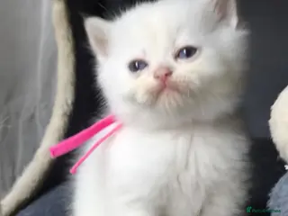 British Shorthair cats PURE-BSH kittens- TIKA registred - Advert 14