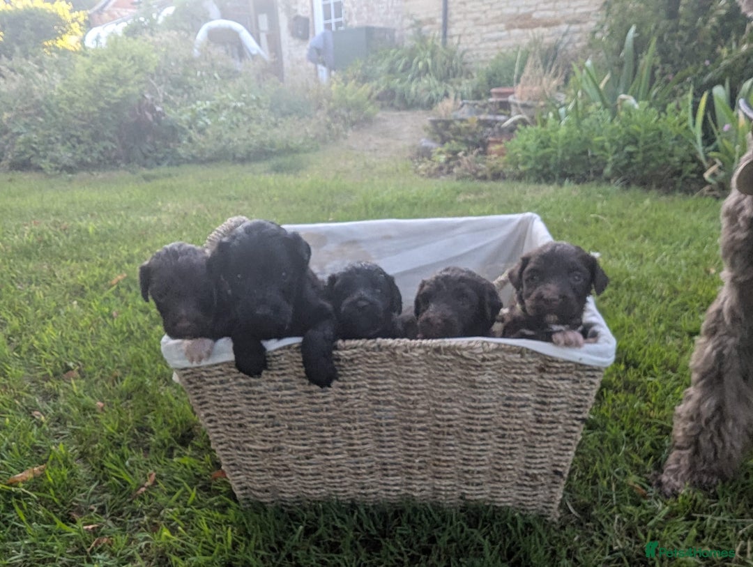 Portuguese Water Dog dogs for sale: Portuguese Water Dog puppies for sale in Oakham - Image 1