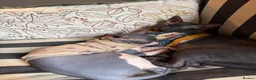 Sphynx cats for sale: Our beloved sphynx siblings  - Advert 9