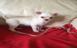 Chihuahua dogs for sale: Two stunning white chihuahuas - Image 10